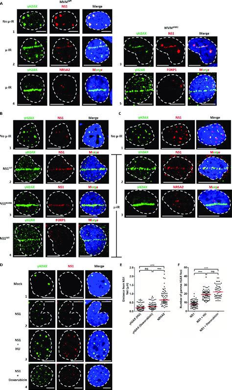 MVM NS1 Localizes To Induced Cellular Sites Of DNA Damage During