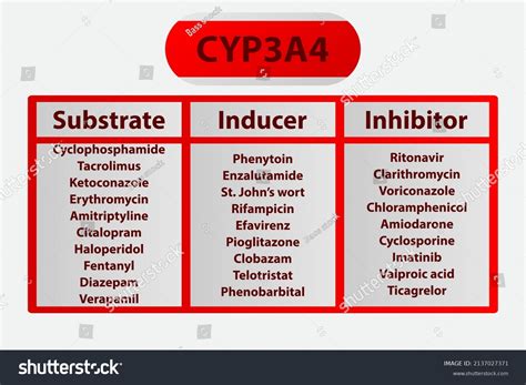 CYP3A4 Citocromo p450 Sustratos farmacéuticos enzimáticos vector de