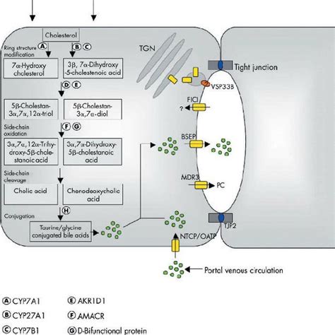 Role Of Nuclear Hormone Receptors In Transcriptional Regulation Of Bile