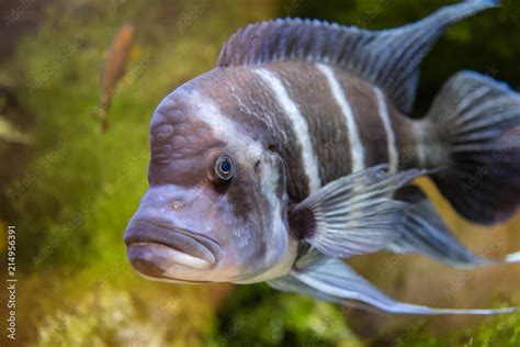 Foto De Cyphotilapia Frontosa Fish Endemic To Lake Tanganyika Commonly