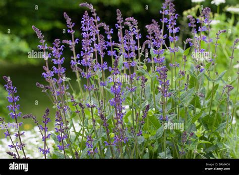 Wood Sage Salvia Nemorosa Blooming Germany Stock Photo Alamy