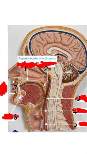 A P II Practical 3 Lab 9 Digestive Reproductive Urinary Systems