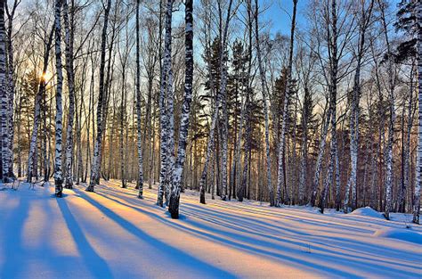 47400 Winter Birch Trees Stock Photos Pictures And Royalty Free Images