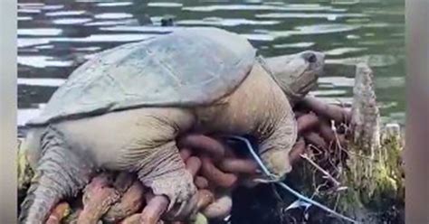 ‘chonkosaurus Kayakers Encounter Giant Snapping Turtle Along Chicago River