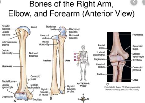 Upper Extremity Elbow And Forearm Flashcards Quizlet