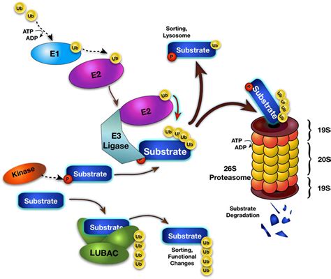 Schematic Of The Ubiquitin Ub Proteasome System Protein Degradation