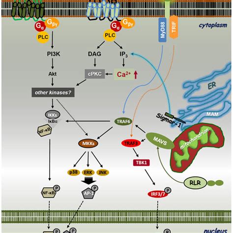 Cross Talk Of Prr Htr And Sigmar Pathways Toll Like Receptors