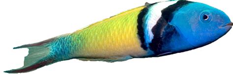 Blue Head Wrasse Sbrc F Bhw