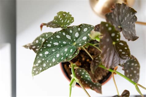 How To Grow And Care For Begonia Maculata