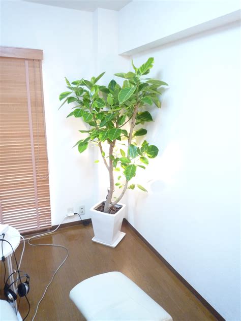 おしゃれな部屋の必需品・観葉植物はマストアイテムです！！｜