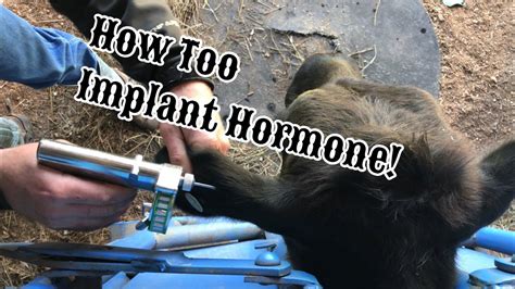 How To Implant Cattle Ep50 Youtube