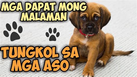 Paraan Sa Pagaalaga Ng Aso Aso Mongrel