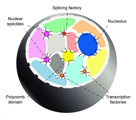 Inter Chromosomal Genome Organization Interphase Mammalian Nuclei