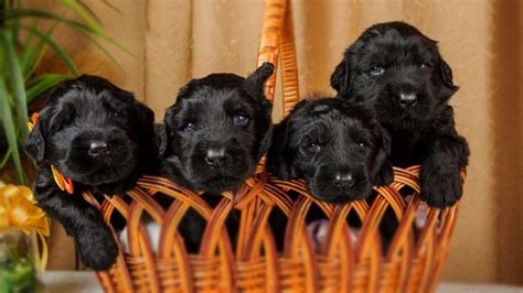 Black Russian Terrier Puppies Behavior And Characteristics In Different ...