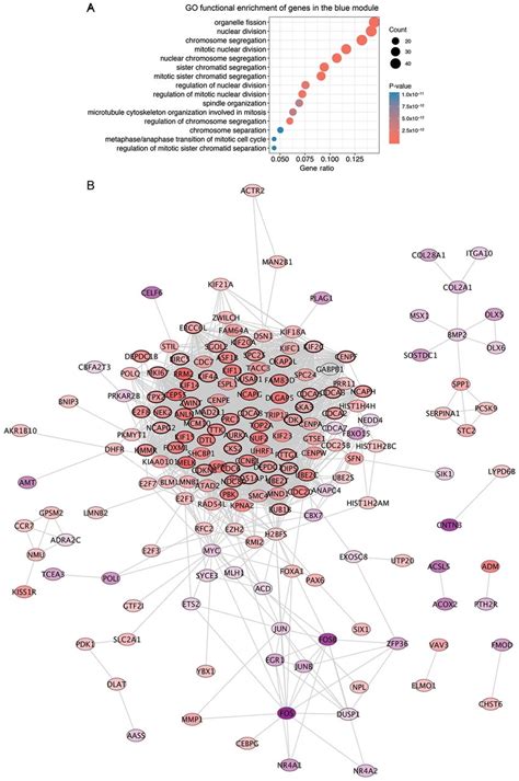 Go Functional Enrichment Analysis And Ppi Network Of Genes In The Blue Download Scientific