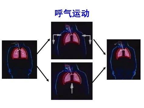 呼吸系统的解剖生理及肺部听诊word文档在线阅读与下载无忧文档