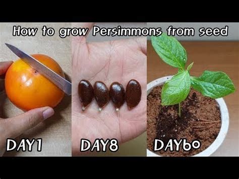 How To Grow Persimmons From Seed Home Garden Youtube