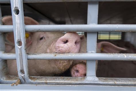 Mahnwache Gegen Tiertransporte Zum Welttierschutztag Am Oktober