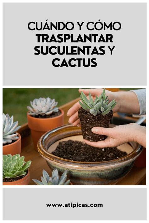 Cu Ndo Y C Mo Trasplantar Suculentas Y Cactus Cactus Garden Cactus