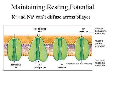 Resting And Action Membrane Potentials Basic Anatomy And Physiology Tissue Biology Teaching