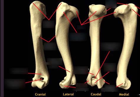 A Canine Humerus Diagram Quizlet