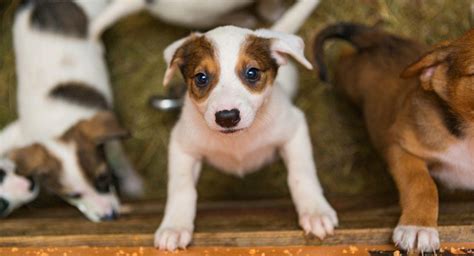 Adoptar Una Mascota Todo Lo Que Debes Saber Para Ser Un Amo Responsable