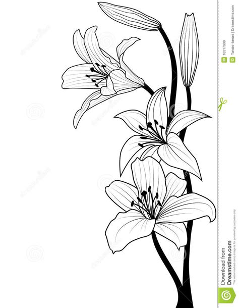 Lily Drawing Outline at GetDrawings | Free download