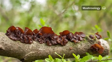 Wood Ear Mushroom Growing Guide Mushroom Growing And Cultivation