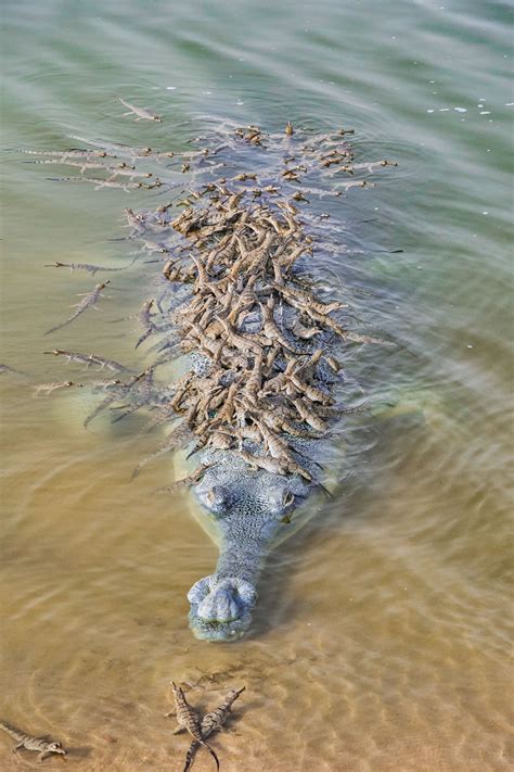 15 Incredible Wildlife Winning Photos From The Nbp International Awards 2023