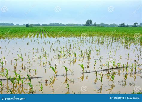 Cultivo De Ma Z Da Ado Por Inundaciones Foto De Archivo Imagen De