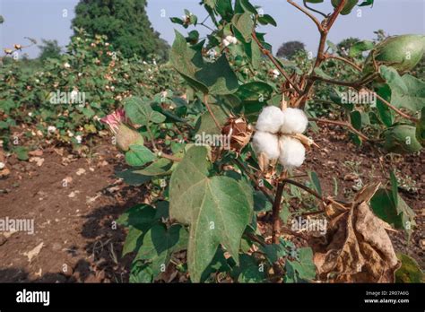 Cotton Farming In Maharastra India Stock Photo Alamy