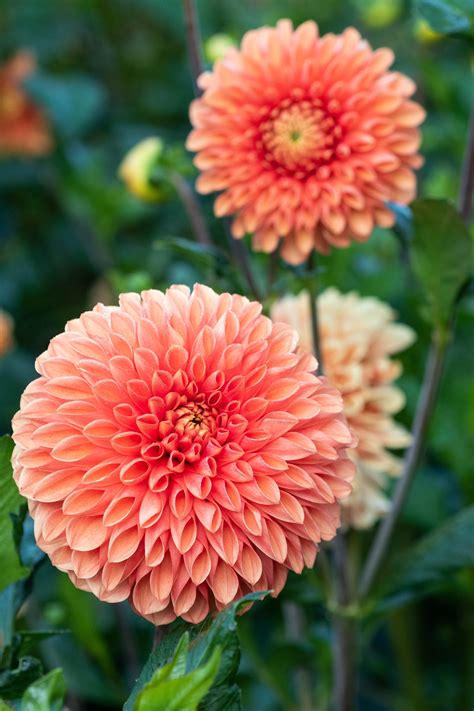 Dahlia Planting Guide