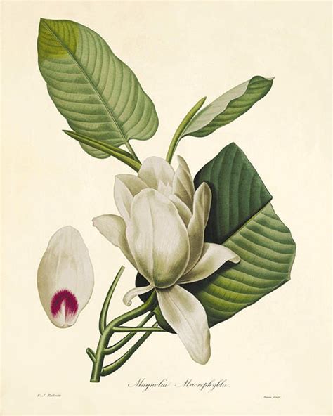 Magnolia Art Print Vintage Botanical Art Prints Victorian Art - Etsy