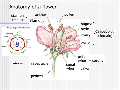 Anatomy Of A Flower Anther Pollen Stamen Male Filament — Db
