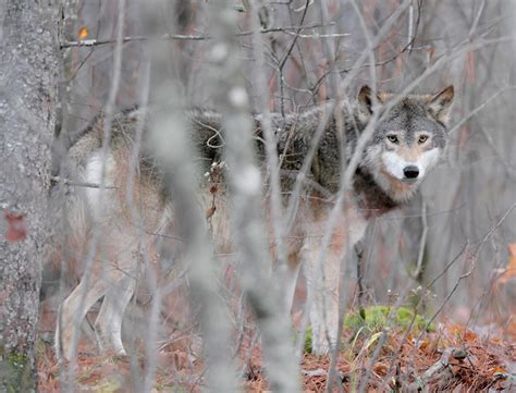 Five Additional Wolves Released As Part Of Reintroduction Effort In