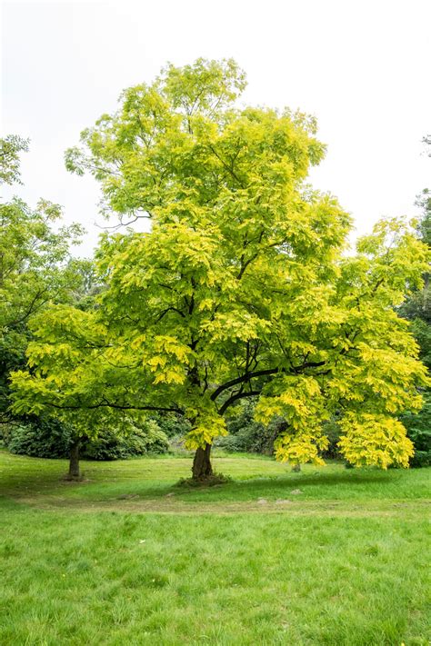 TreesAgain Potted Black Locust Tree Robinia Pseudoacacia 12 41 OFF