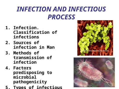 PPT INFECTION AND INFECTIOUS PROCESS 1 Infection Classification Of