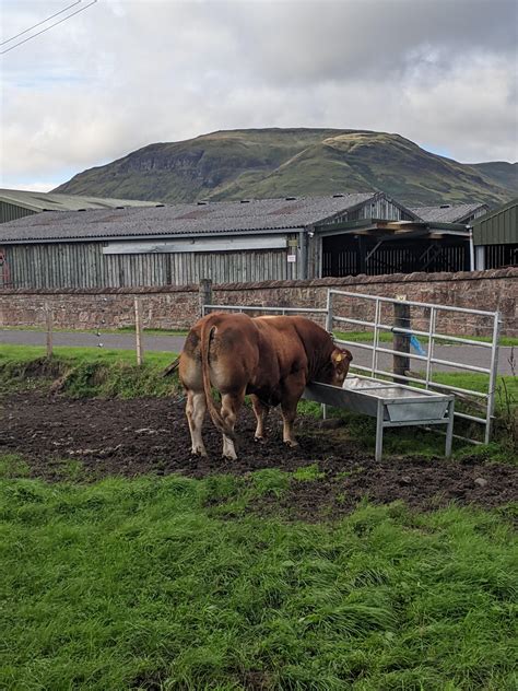 Cow Steroids