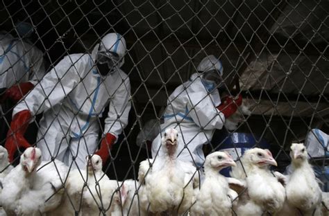 warning bird flu virus changing rapidly  largest  outbreak