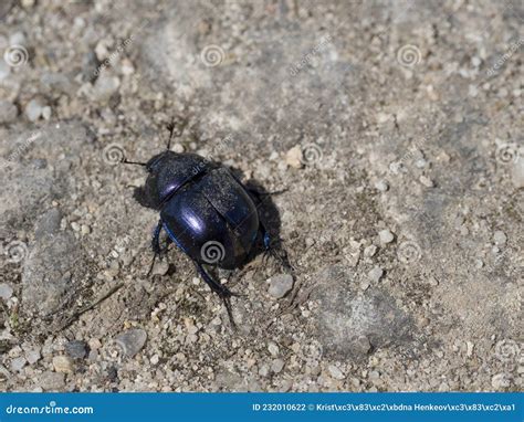 Close Up Of Dor Beetle Anoplotrupes Stercorosus Top View Earth Boring