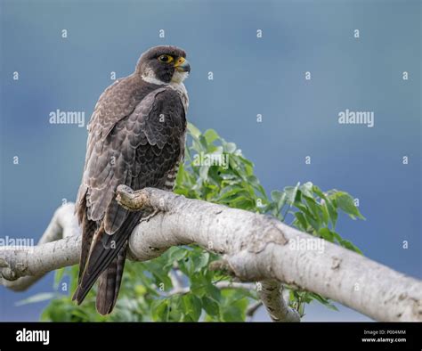 Peregrine Falcon England Hi Res Stock Photography And Images Alamy