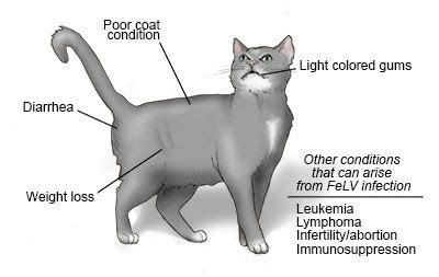 oral cancer in cats photos - September Angulo