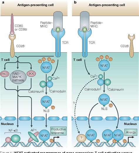 [pdf] Nfat Proteins Key Regulators Of T Cell Development And Function Semantic Scholar