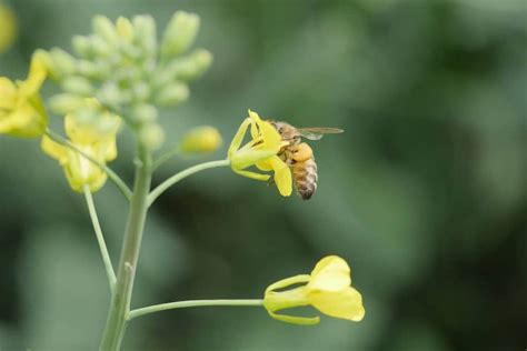 Bee Friendly Tips For Canola Growers Canola Council Of Canada