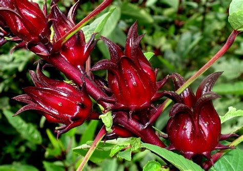 Редкие многолетники: Hibiscus sabdariffa–Гибискус Сабдариффа, Каркаде.