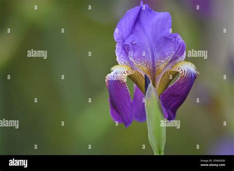 Iris Van Gogh Banque De Photographies Et Dimages à Haute Résolution