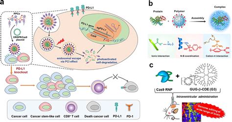 Polymeric Nanoparticles For Crispr‐cas9 Delivery A Schematic Download Scientific Diagram