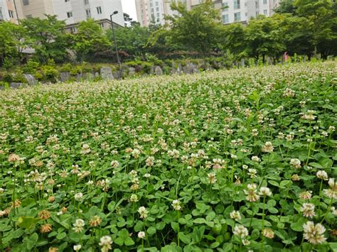 은평구 불광 2동 신속통합기획 재개발 예정지역 갭 7000만 원 투자 빌라 매매 네이버 블로그