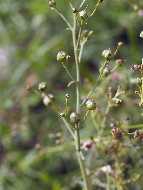 Scrophularia Variegata M Bieb Pflanzengallen Dr Hans Buhr