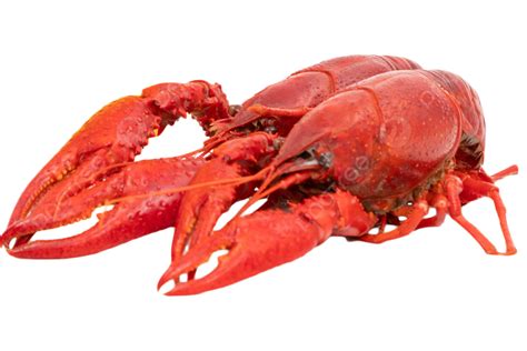 Crayfish Food Crayfish Food Png Transparent Image And Clipart For